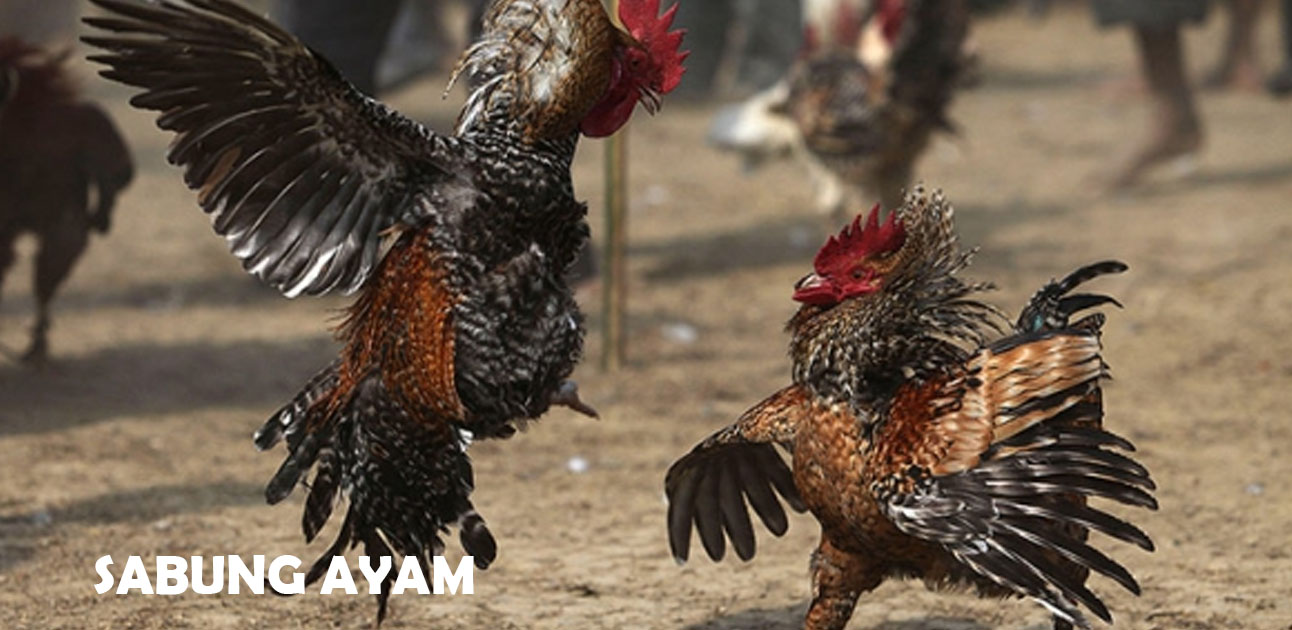 Hal Yang Harus Dipahami Saat Bermain Judi Sabung Ayam